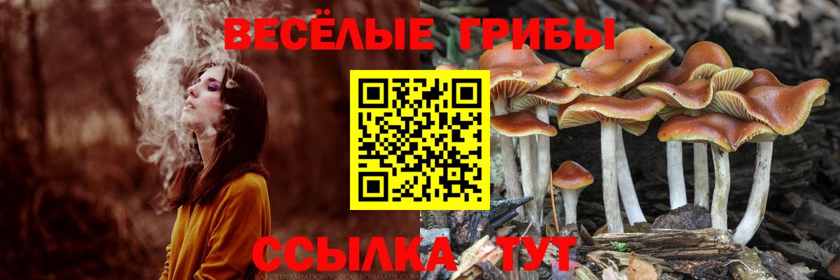 Галлюциногенные грибы прущие грибы Каменск-Шахтинский